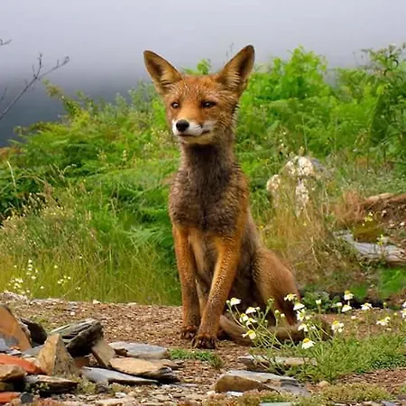 Inxisto Casa vacanze Piódão