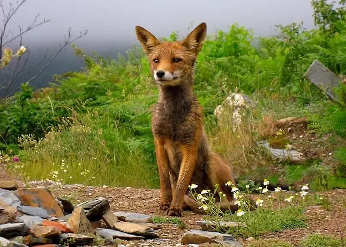 Inxisto 펜션 Piódão